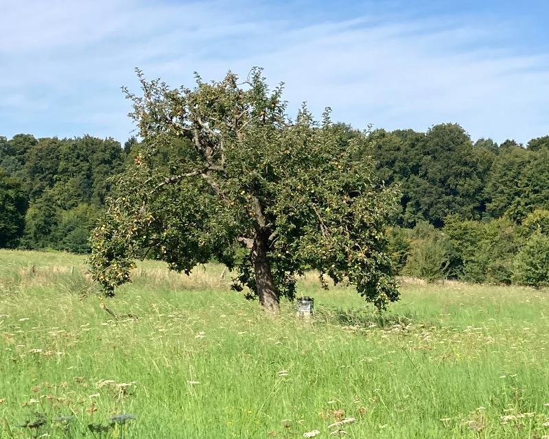 Milieux ligneux