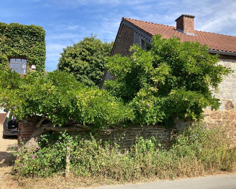 Milieux ligneux