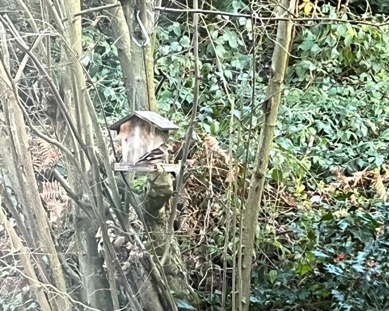 Accueil de la faune