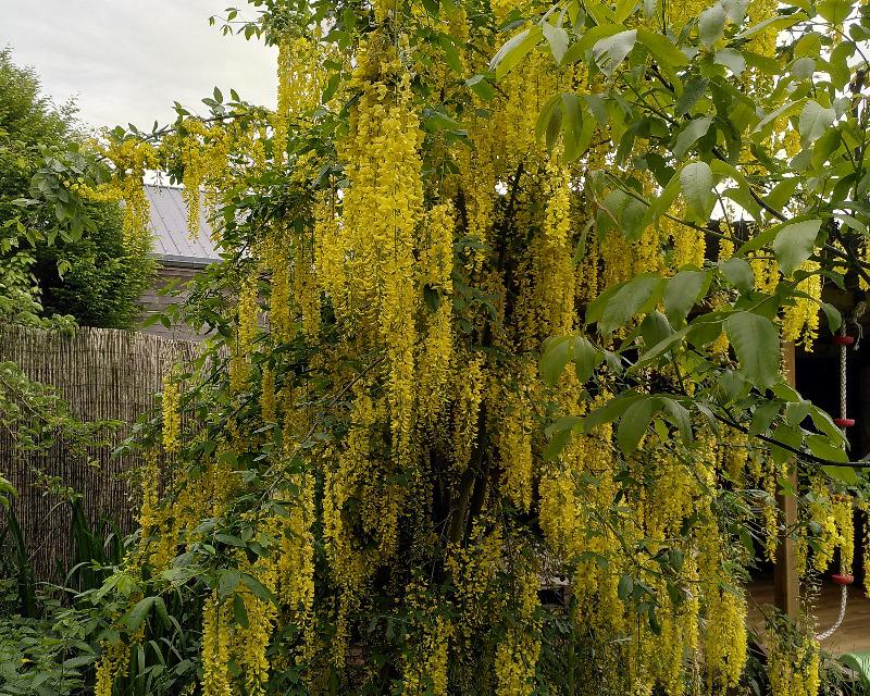 Milieux ligneux
