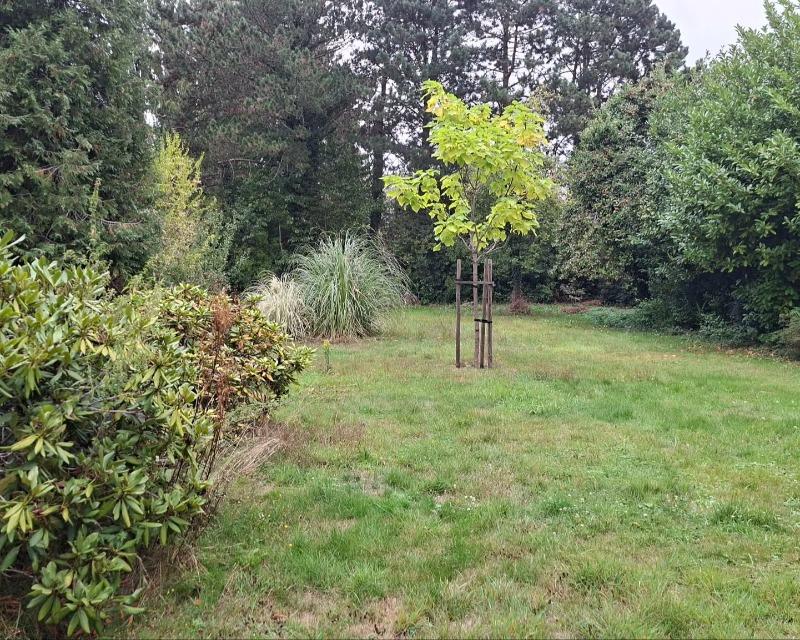 Arbre d'ombrage isolé dans le jardin