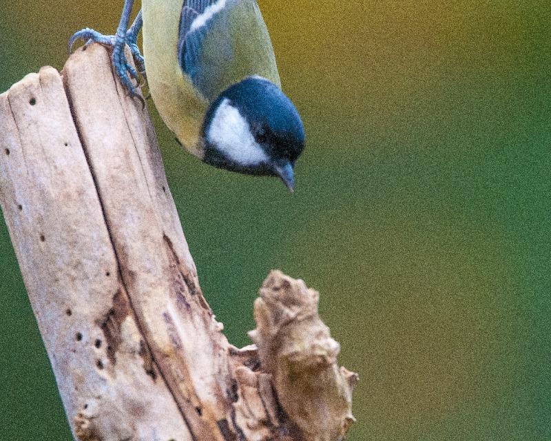 Accueil de la faune