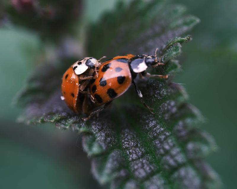 20250226_160323_nat-rn-terrain-110_photo_Paulus_Coccinelles1.jpg