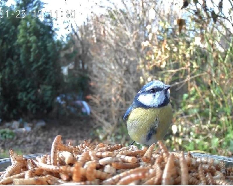 Accueil de la faune