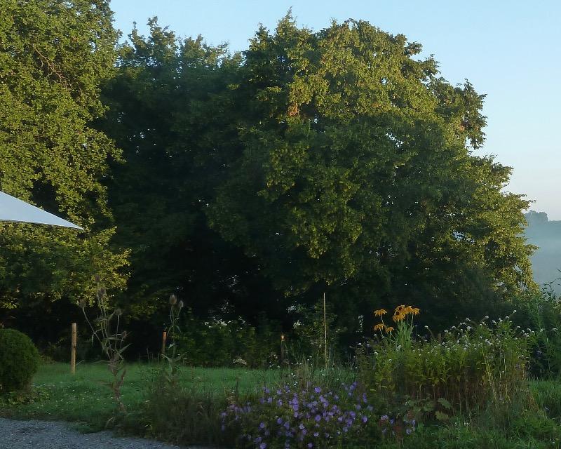 Milieux ligneux
