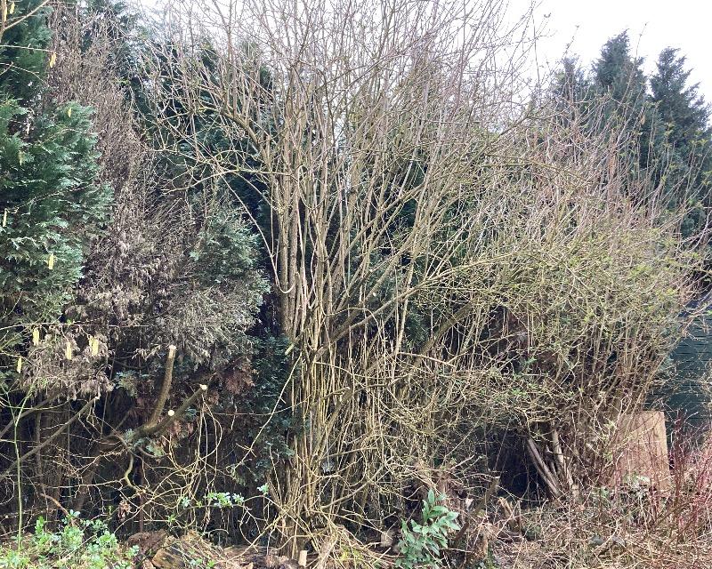 Milieux ligneux