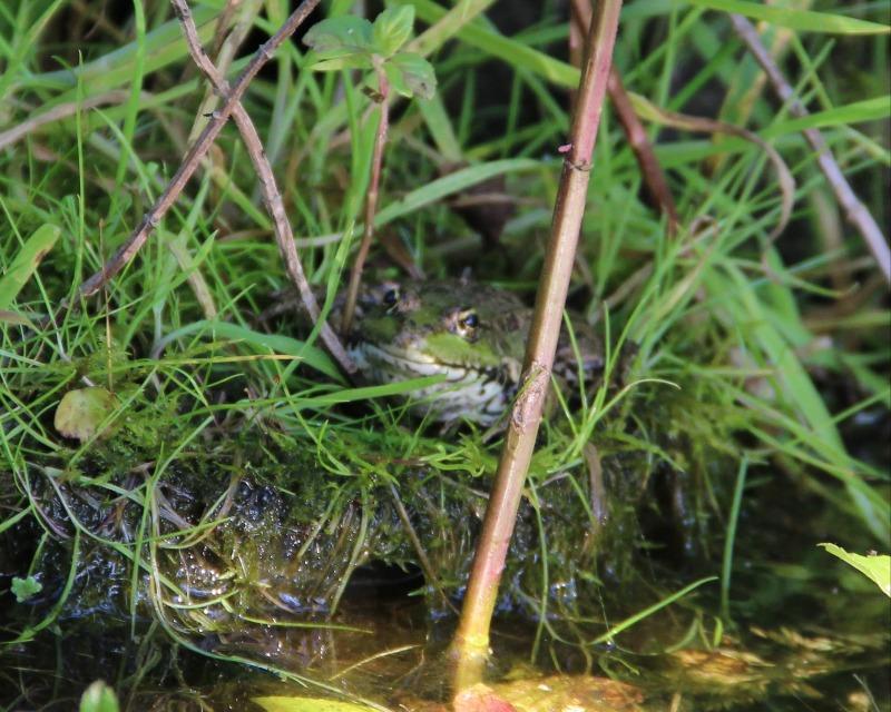 Milieux humides