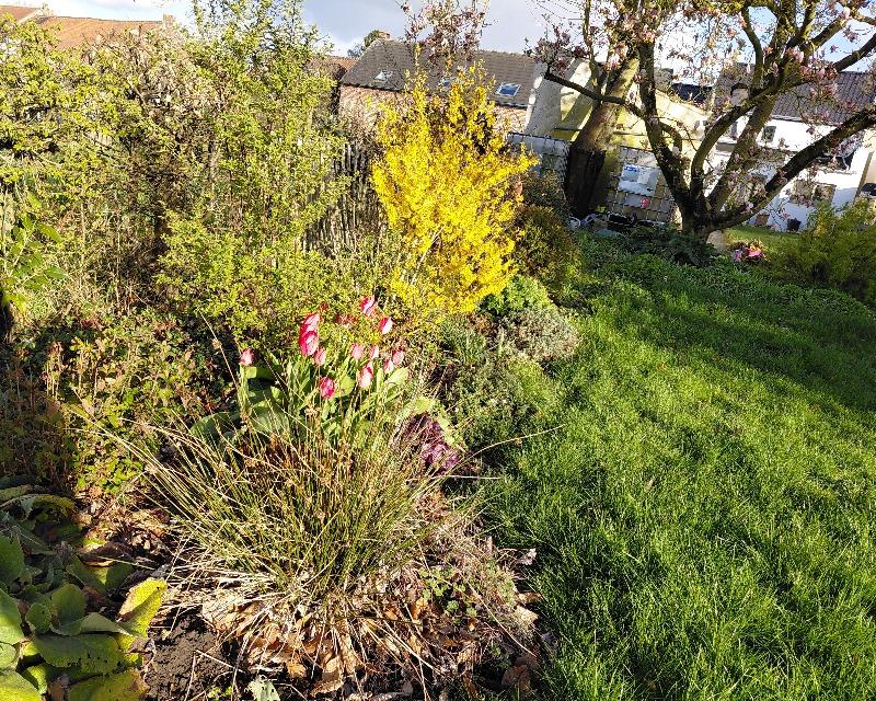 le printemps au jardin (suite)