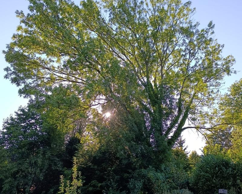 Milieux ligneux