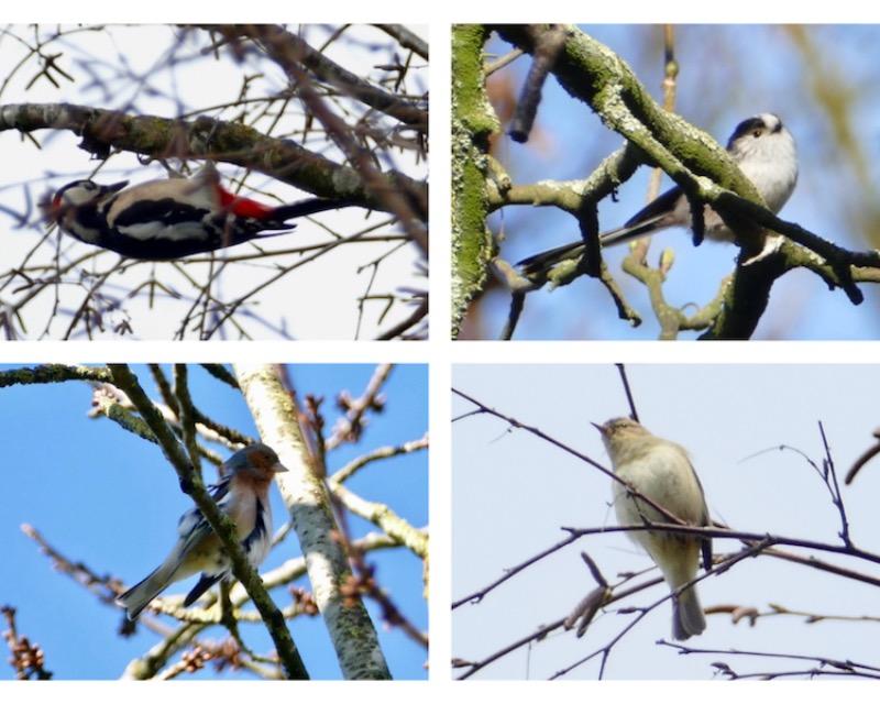 Oiseaux