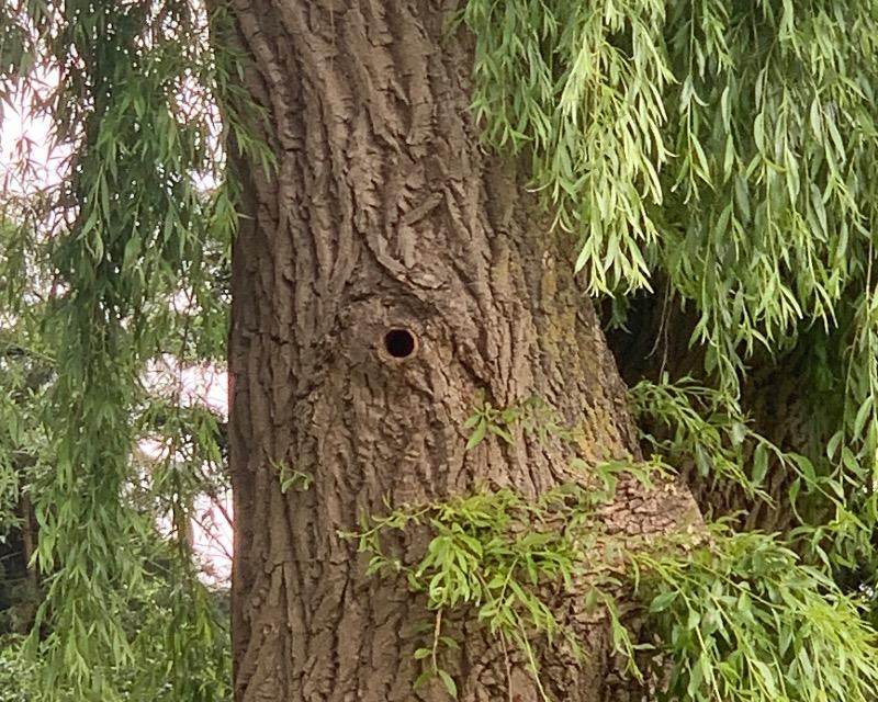 Accueil de la faune