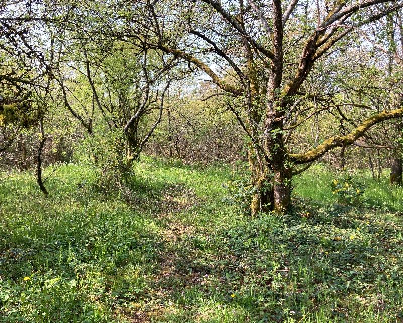 Milieux ligneux
