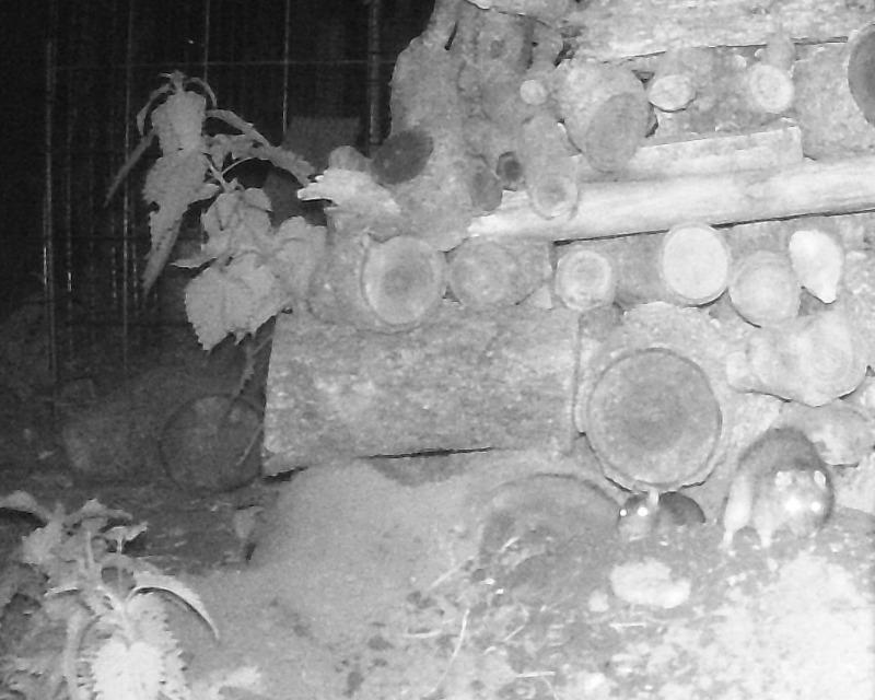 Accueil de la faune